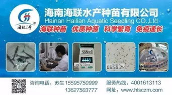 行情高漲激發(fā)養(yǎng)戶熱情，淡水魚功能料時代 超越噱頭的技術深耕與價值回歸